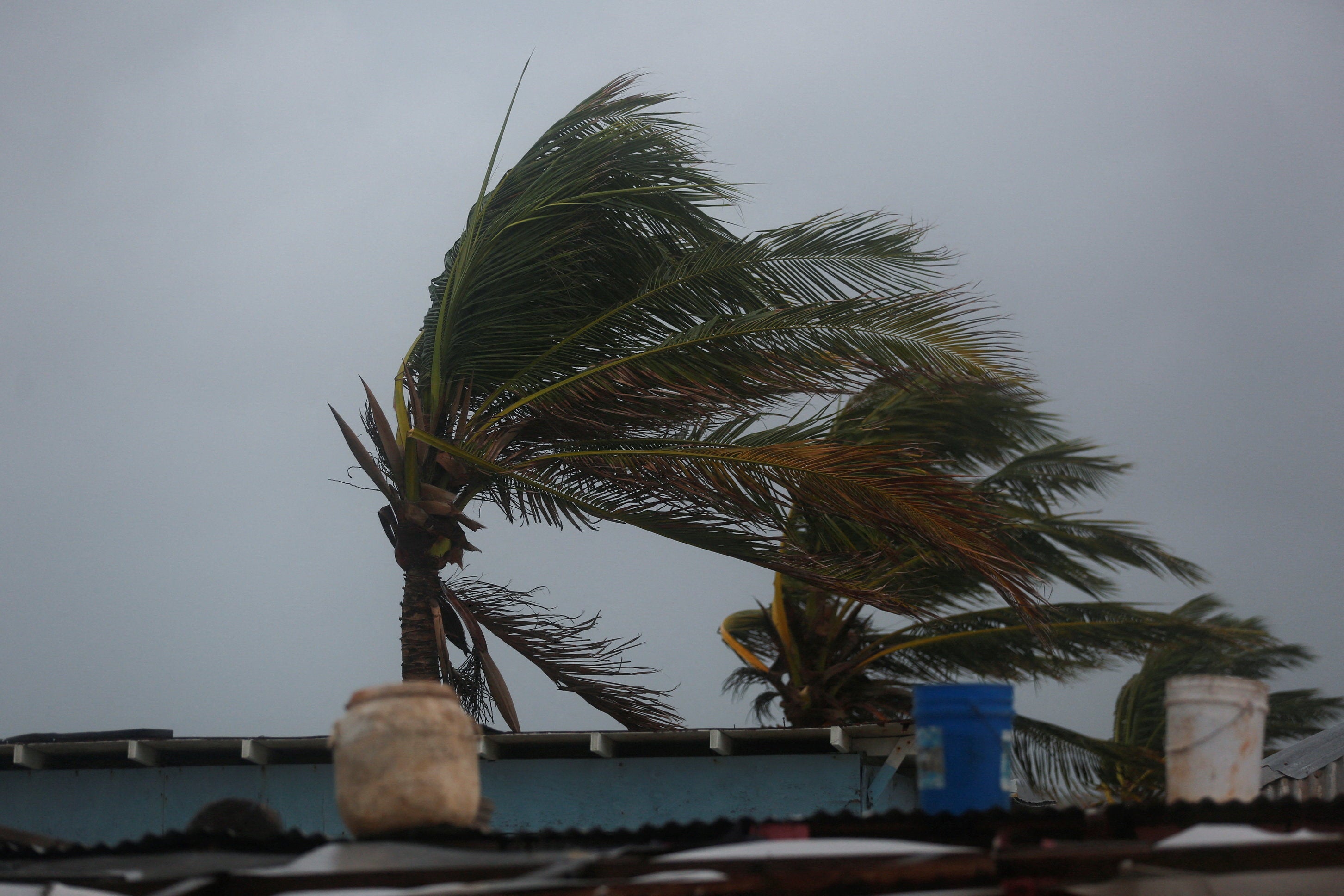 Palm trees on Hellshire Beach are shaken by the wind ahead of Hurricane Melissa