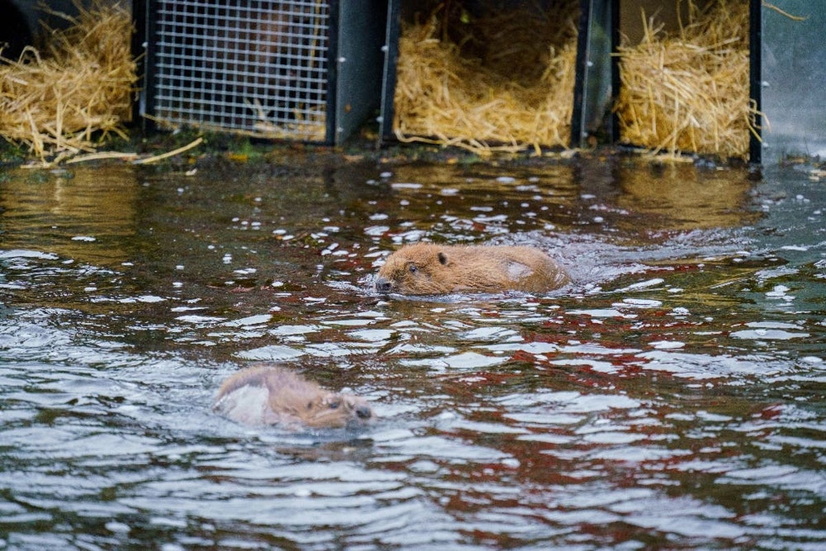 Seven Beavers Released in Scottish Highlands Reviving Species After 400 Years