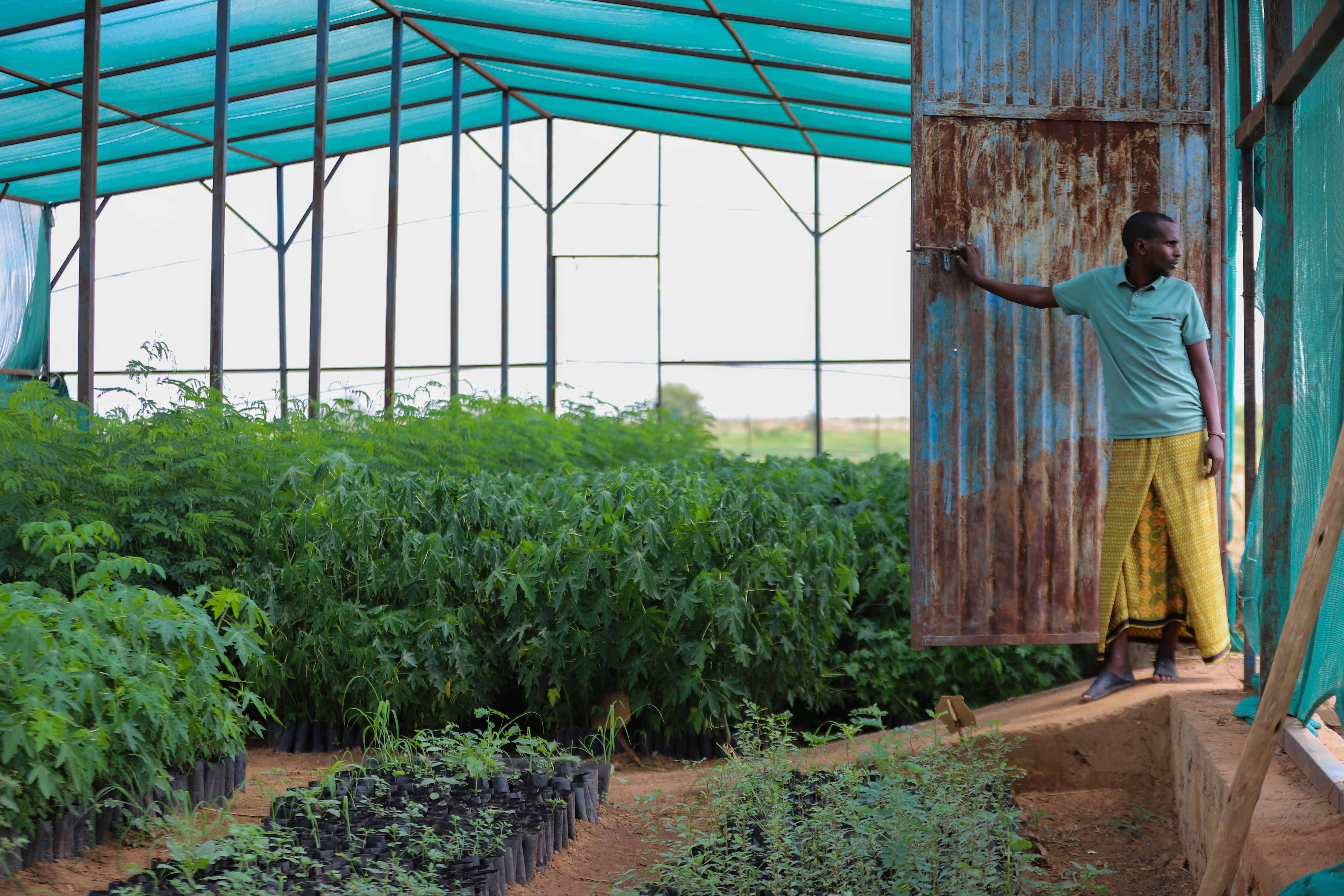Aden Mohamed opens the door to his nursery in the Somali Region of Ethiopia, which is irrigated by WFP-backed projects
