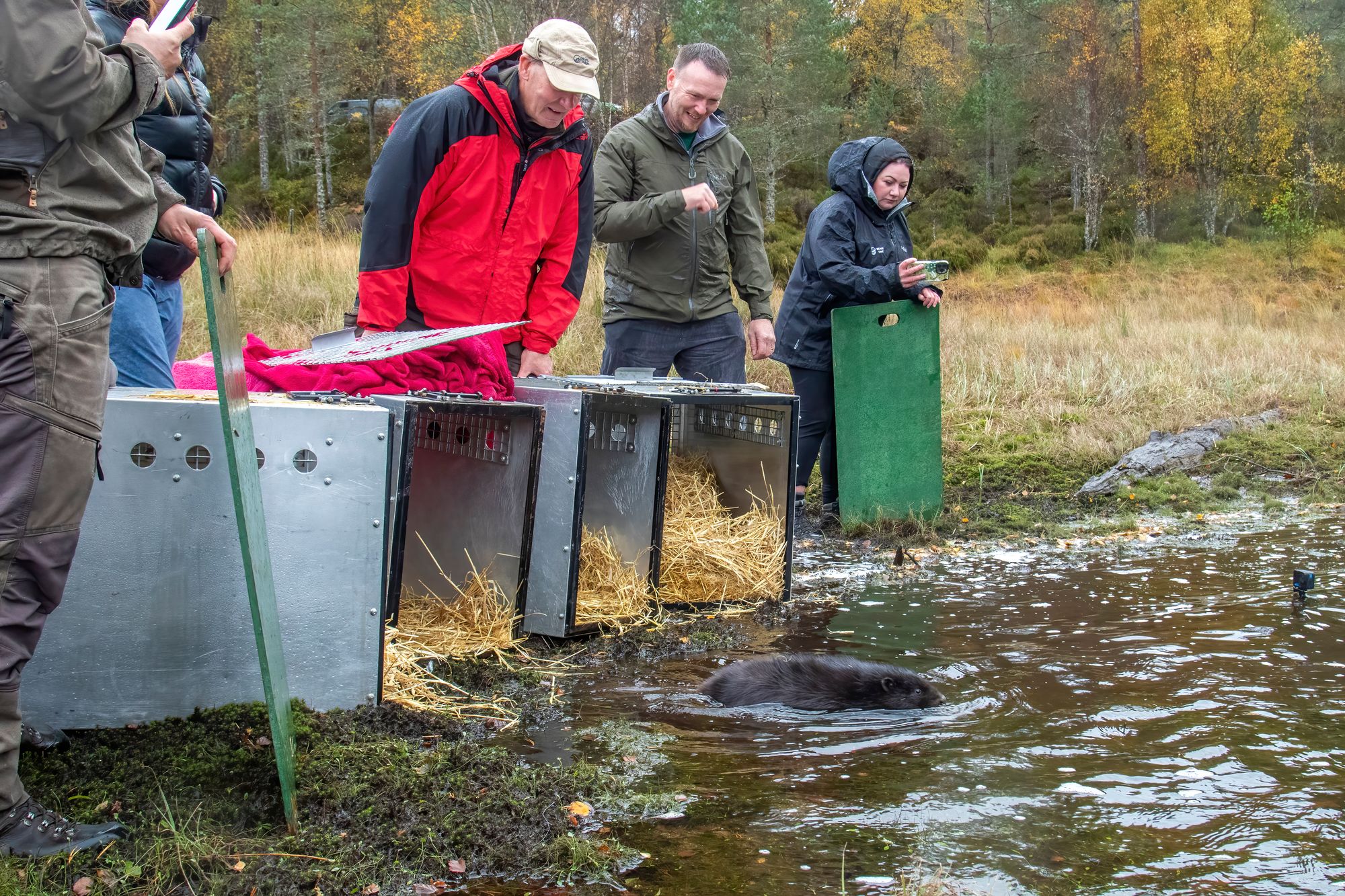 <p>Black beaver kit entering Loch Beinn a Mheadhoin</p>