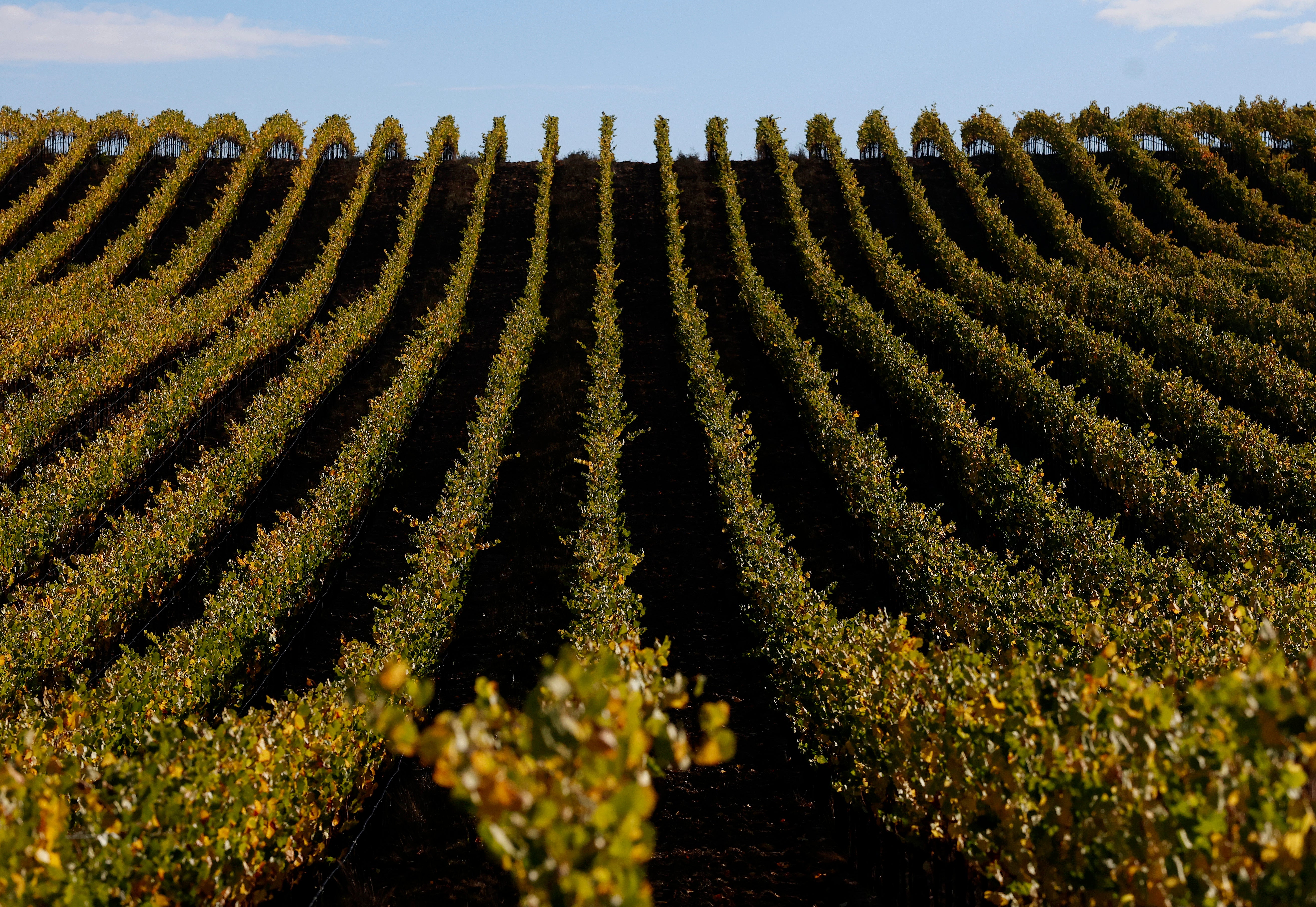 <p>Wine enthusiasts can pay $5,000 to attend Camp Grape, where they learn all about making wine and even get to stomp on grapes </p>