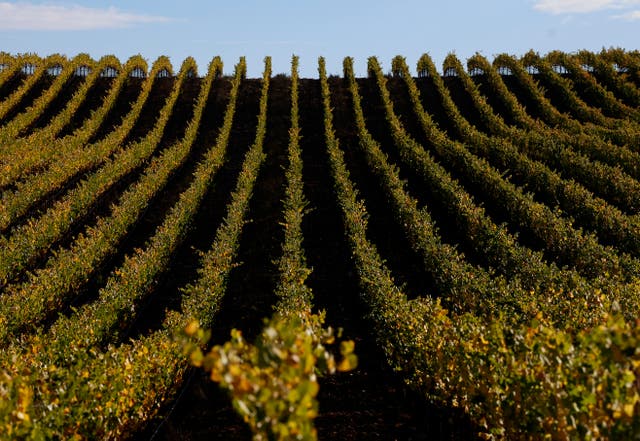 <p>Wine enthusiasts can pay $5,000 to attend Camp Grape, where they learn all about making wine and even get to stomp on grapes </p>