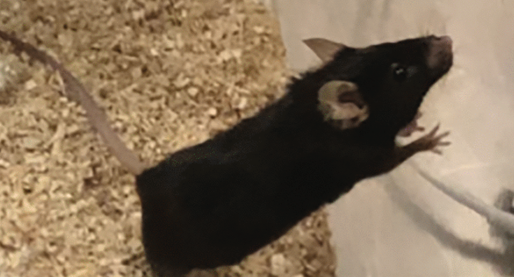 Frail mice treated with drug combination appeared youthful