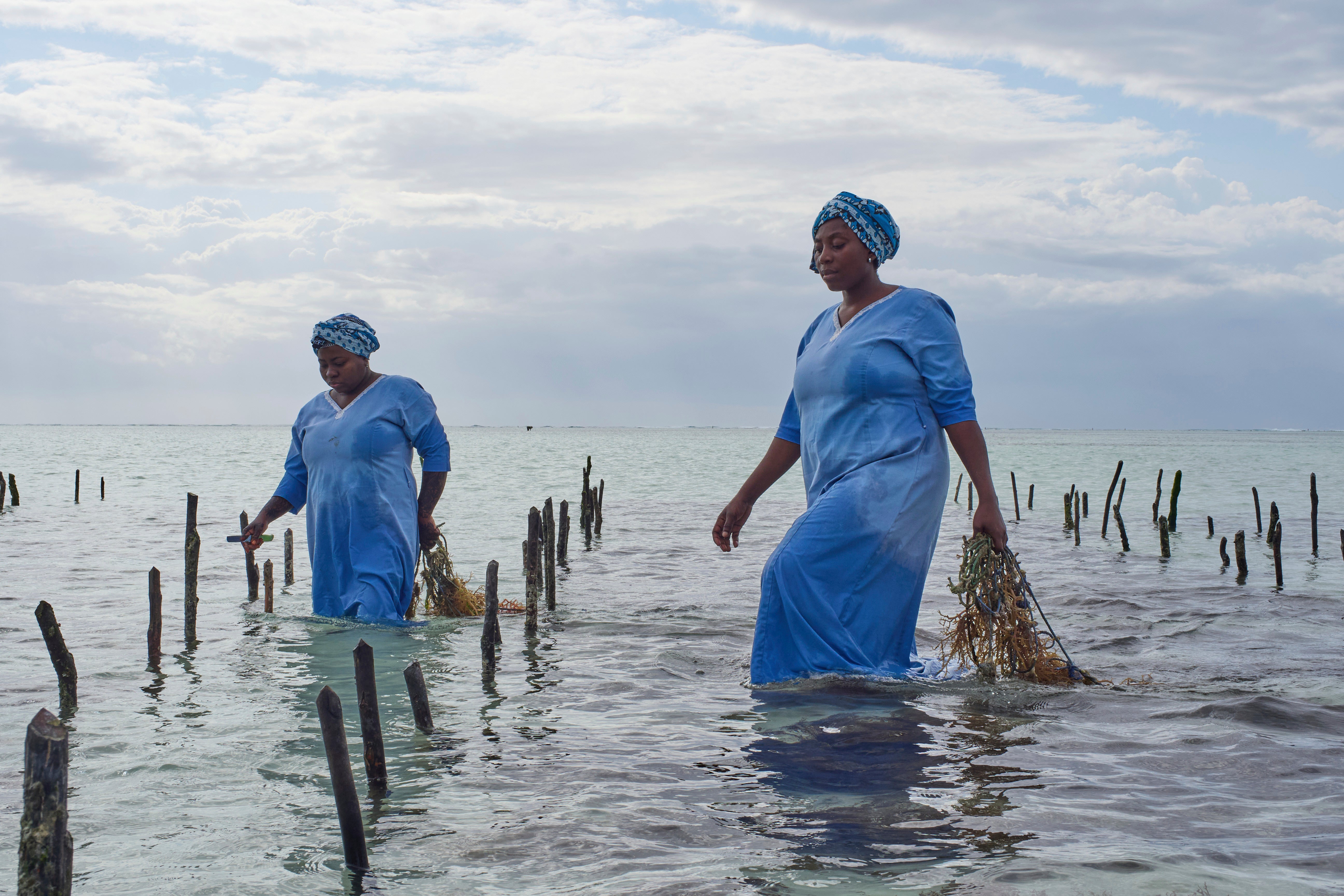 <p>Employees of Mwani Zanzibar, a boutique seaweed farm and factory, harvest eucheuma spinosum seaweed </p>