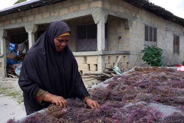 <p>Mwanaisha Makame Simai, an independent seaweed farmer, inspects drying crops</p>