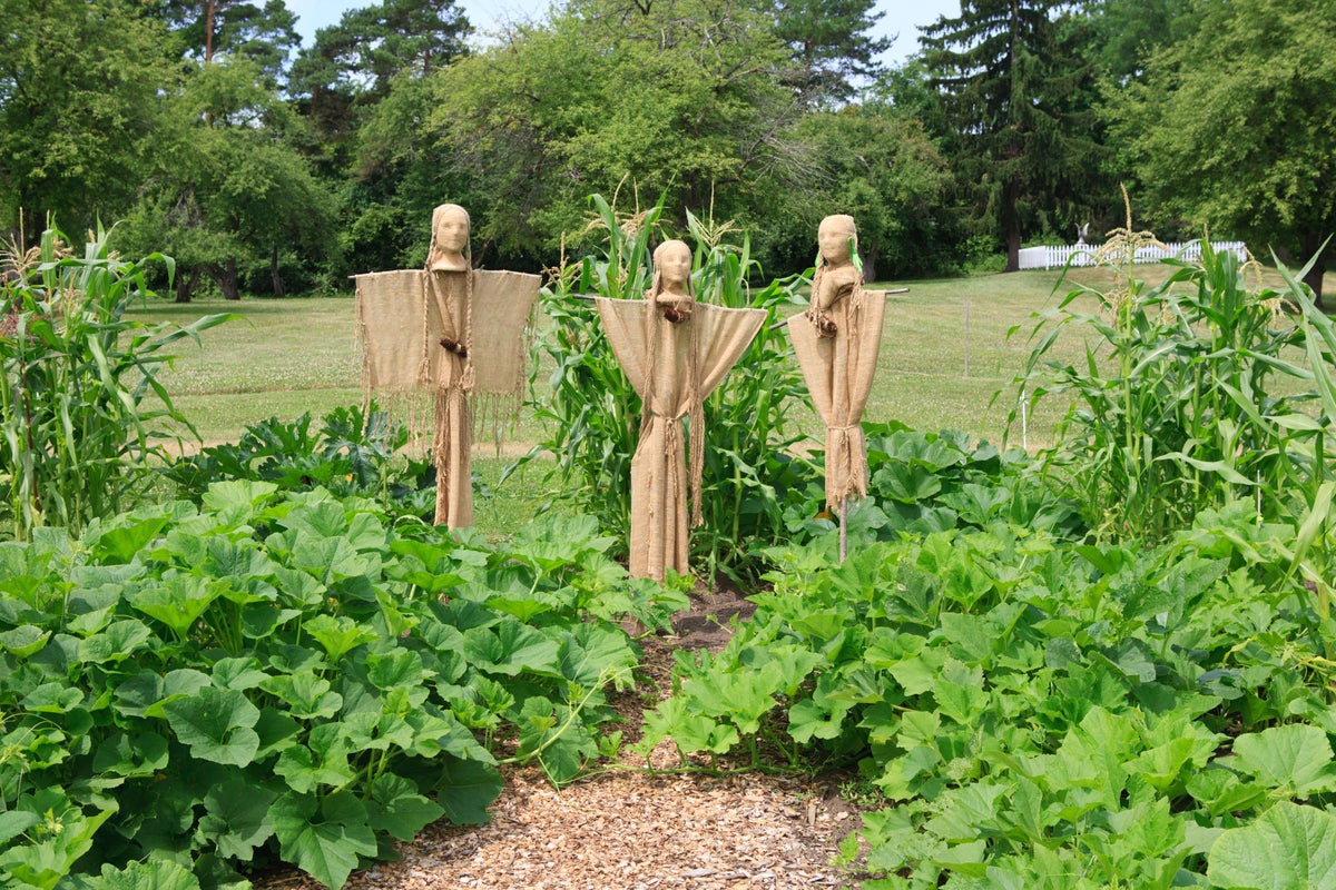 What is the ‘three sisters’ growing method and does it work?