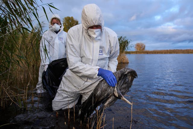 <p>Environmental workers collect the bodies of the birds have died from bird flu in a lake in Linum, Brandenburg, Germany, Monday, Oct. 27, 2025. (AP Photo/Ebrahim Noroozi)</p>