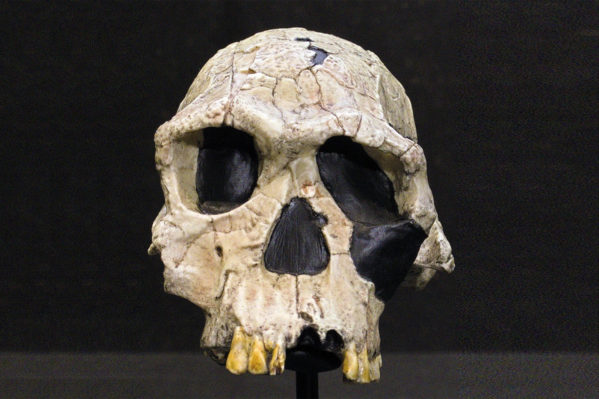 Homo habilis: New study of fossilized bones rewrites history of early ...