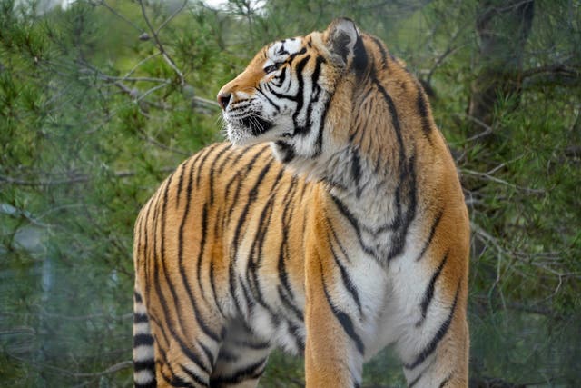 <p>Aqua the tiger in Spain (Noah’s Ark Zoo Farm/PA)</p>