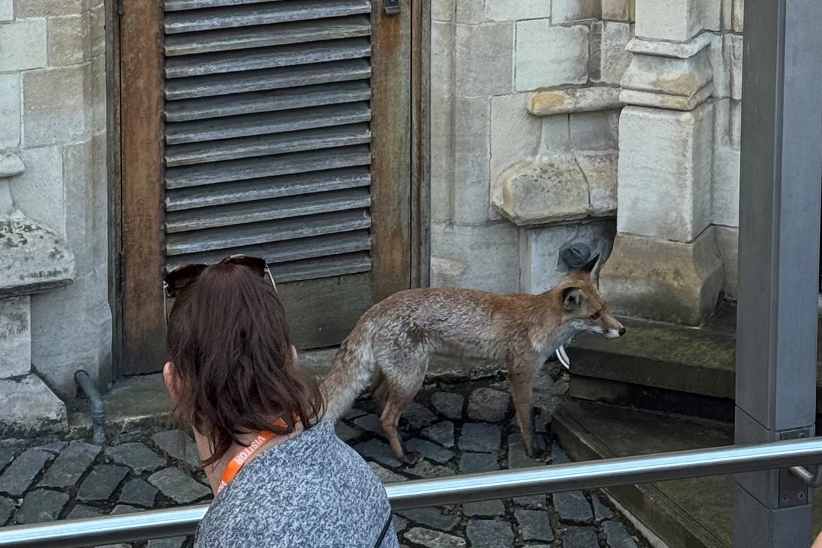 Wily fox defies Parliament security to prowl Westminster estate