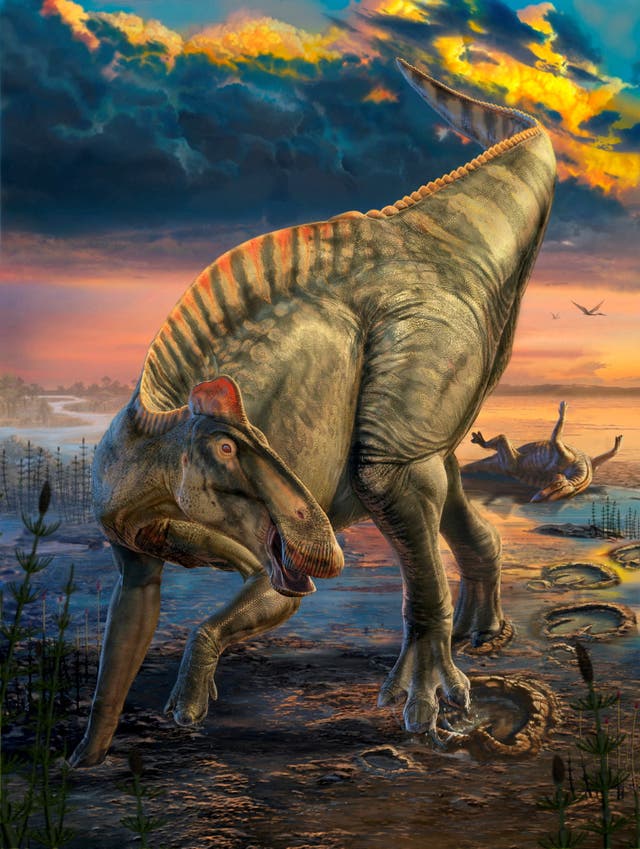<p>Remains of two dinosaur ‘mummies’ found in Wyoming more than 100 years ago were so well preserved that they still have skin, spikes and hooves intact, according to researchers</p>
