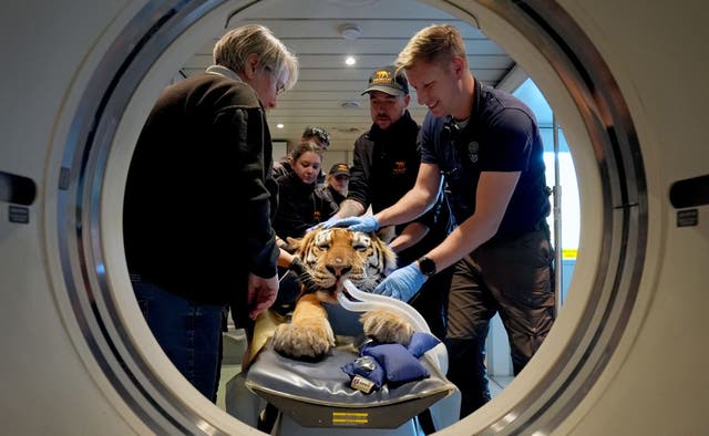 <p>Luca, an Amur Tiger, is being prepared for a CT scan</p>