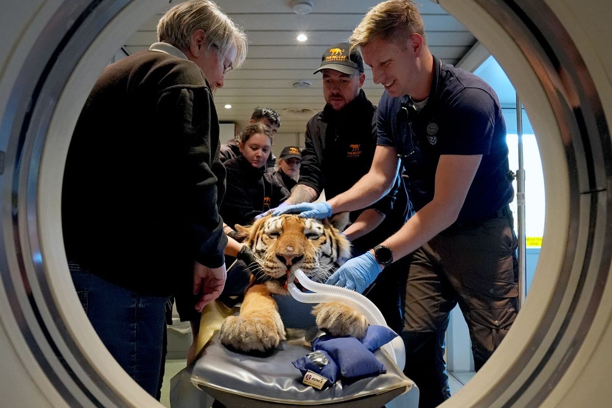 Tiger, cheetah and leopard all fall ill in medical mystery at UK zoo