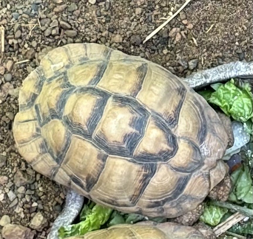 An Egyptian tortoise was also taken from the zoo between 10 a.m. local time on October 11 and 10 a.m. on October 12, police say