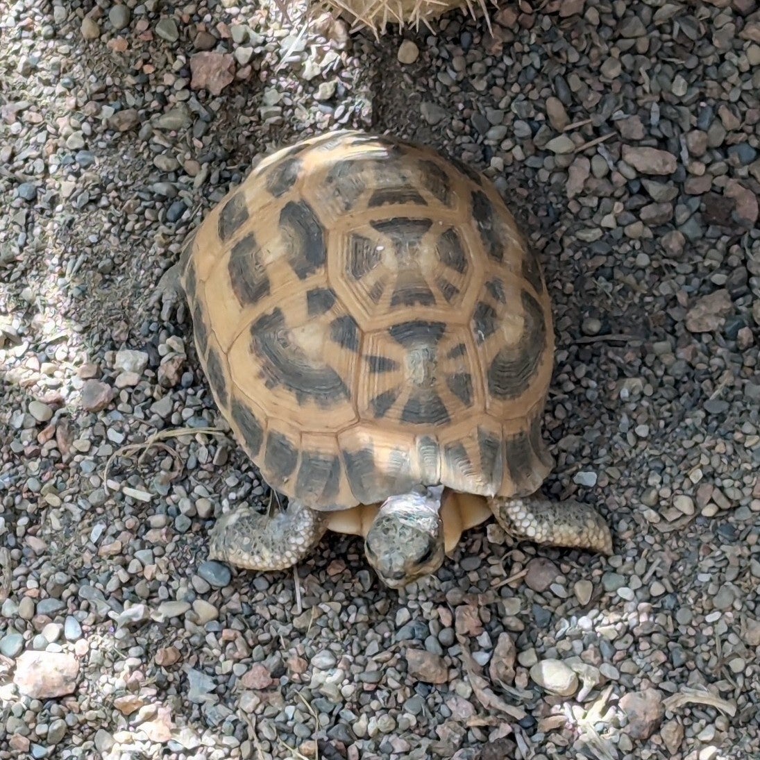 The Indianapolis Zoo waited 11 days to report the theft of two endangered tortoises, including this Northern Spider tortoise