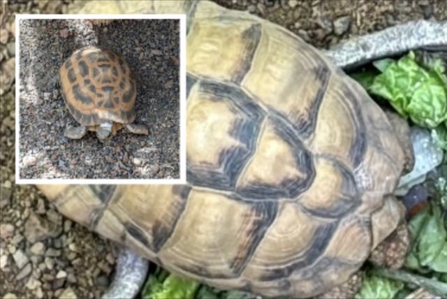 <p>Police have launched a search for two stolen endangered tortoises after the  Indianapolis Zoo waited 11 days to report them missing</p>