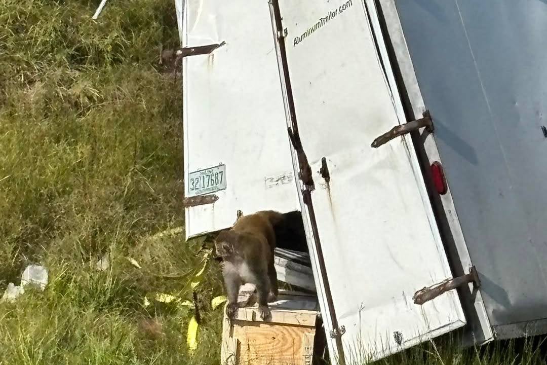 Forrest and two other monkeys eluded officers at the crash site and eventually escaped.