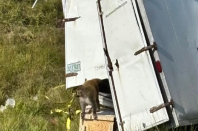 <p>A truck hauling 'aggressive' monkeys carrying hepatitis C, herpes and Covid has overturned in Mississippi, with several on the loose, according to authorities</p>