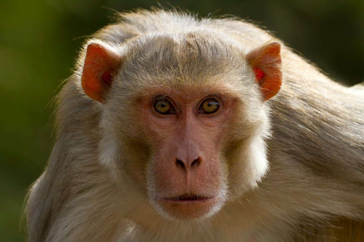 Truck with monkeys thought to carry Covid and other diseases crashed in Mississippi