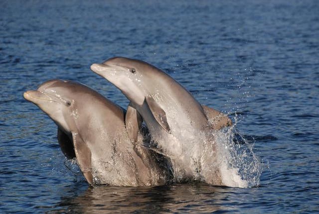<p>Bottlenose dolphins in Florida</p>
