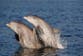 Humans may be causing dolphins to get Alzheimer’s-like disease, scientists warn