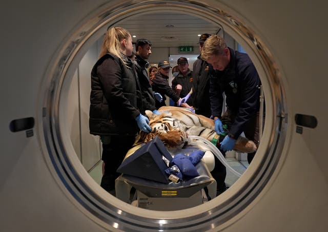 <p>The patients included Luca, a four-year-old Amur tiger.</p>