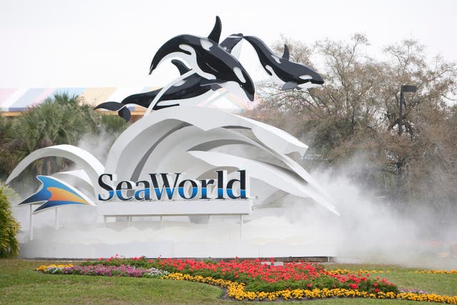 <p>A Florida woman is accusing SeaWorld of failing to maintain safety by placing it’s well-known roller coaster over a body of water where waterfowl may flock to. She claims she was hit in the face by a duck while on a ride. </p>