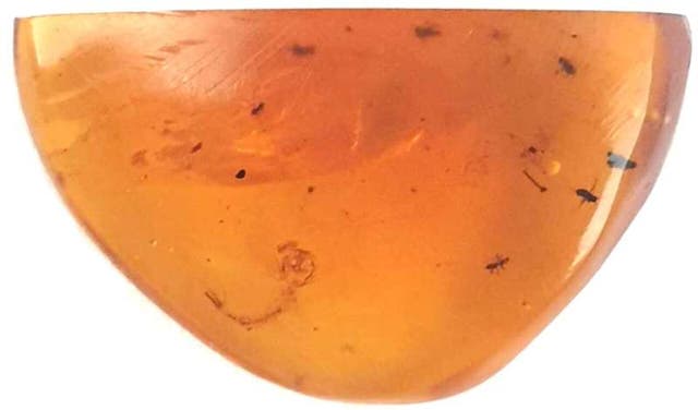 <p>Oldest known mosquito larva trapped in amber</p>