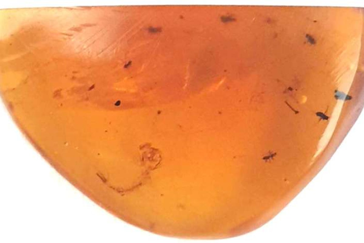 https://static.independent.co.uk/2025/10/29/3/54/Oldest-known-mosquito-larva-trapped-in-amber.jpeg?trim=0,47,0,47&width=1200&height=800&crop=1200:800