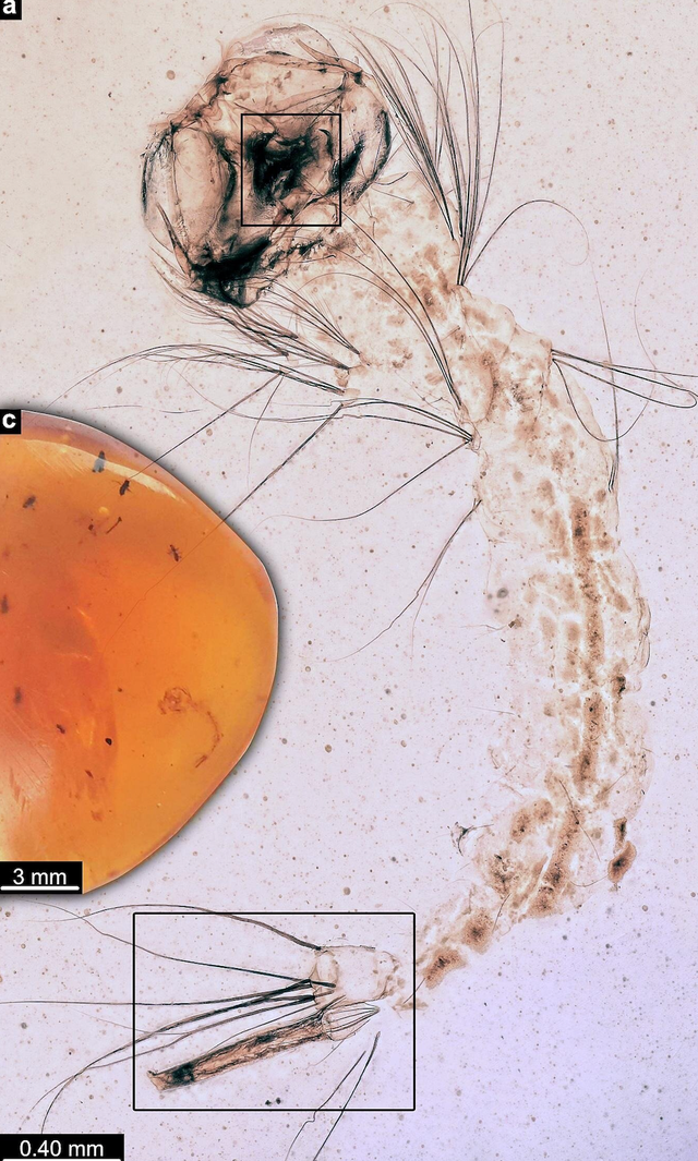 <p>Larva of new species</p>