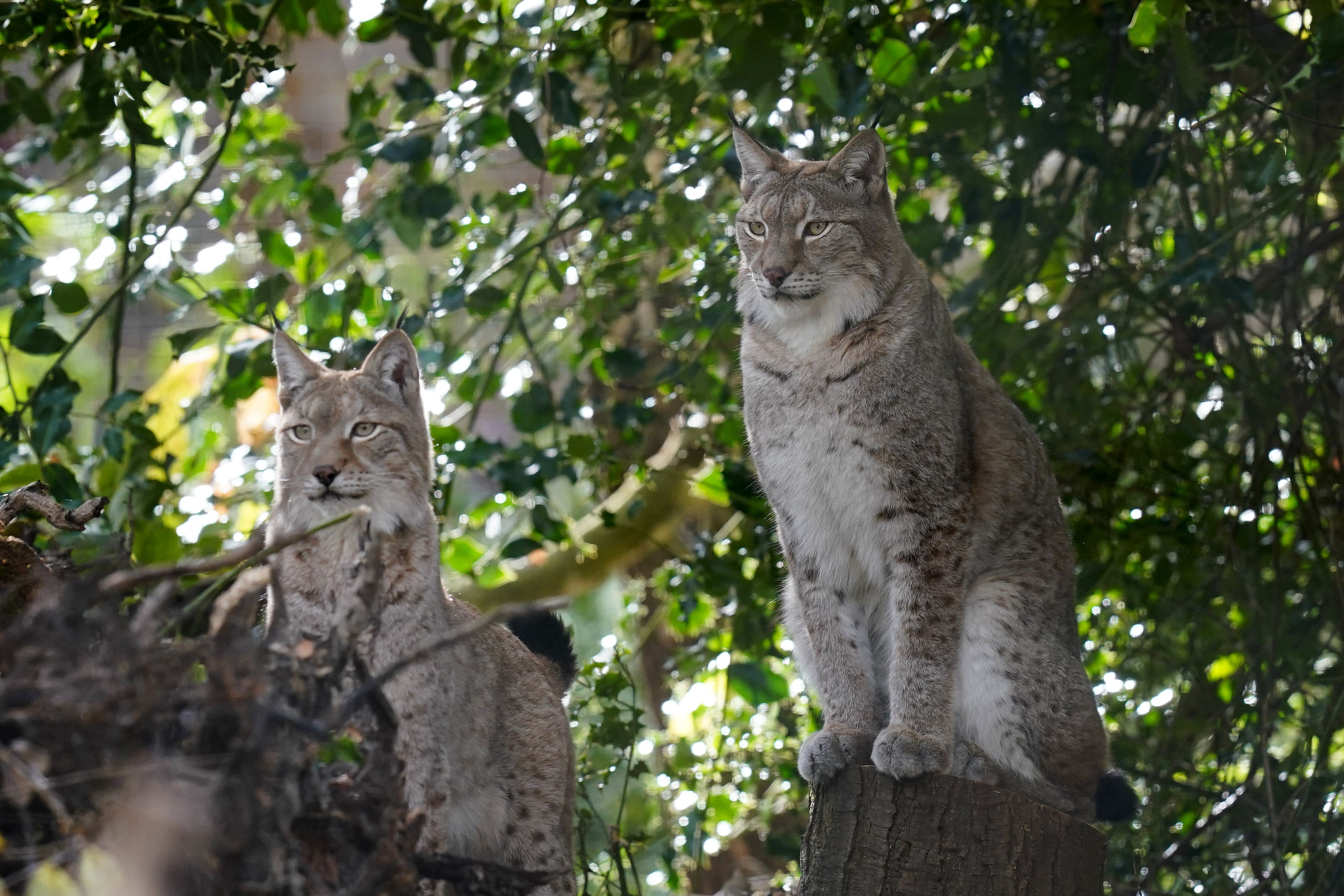 Flossie and Torridon explore their new state-of-the-art lynx enclosure at the Wildwood Trust near Canterbury (PA)