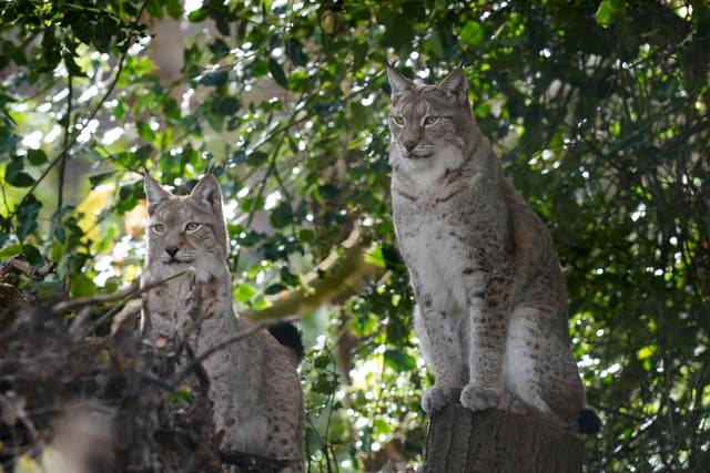Flossie and Torridon explore their new state-of-the-art lynx enclosure at the Wildwood Trust near Canterbury (PA)