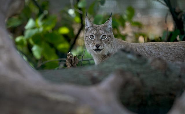 <p>A lynx at the Wildwood Trust near Canterbury (Gareth Fuller/PA)</p>