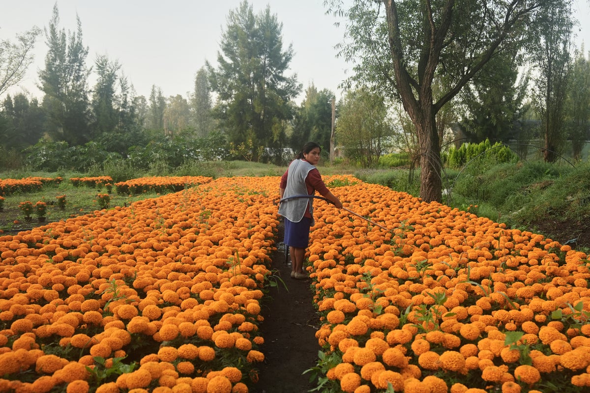 Day of the Dead: Mexican marigold farmers lose half their crop as flowers face new threat