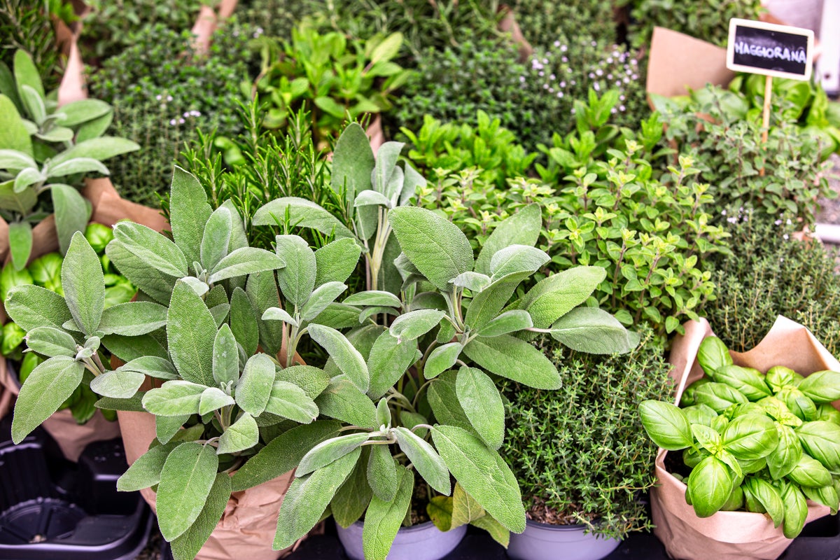 The herb linked to better memory, lower anxiety and Alzheimer’s protection