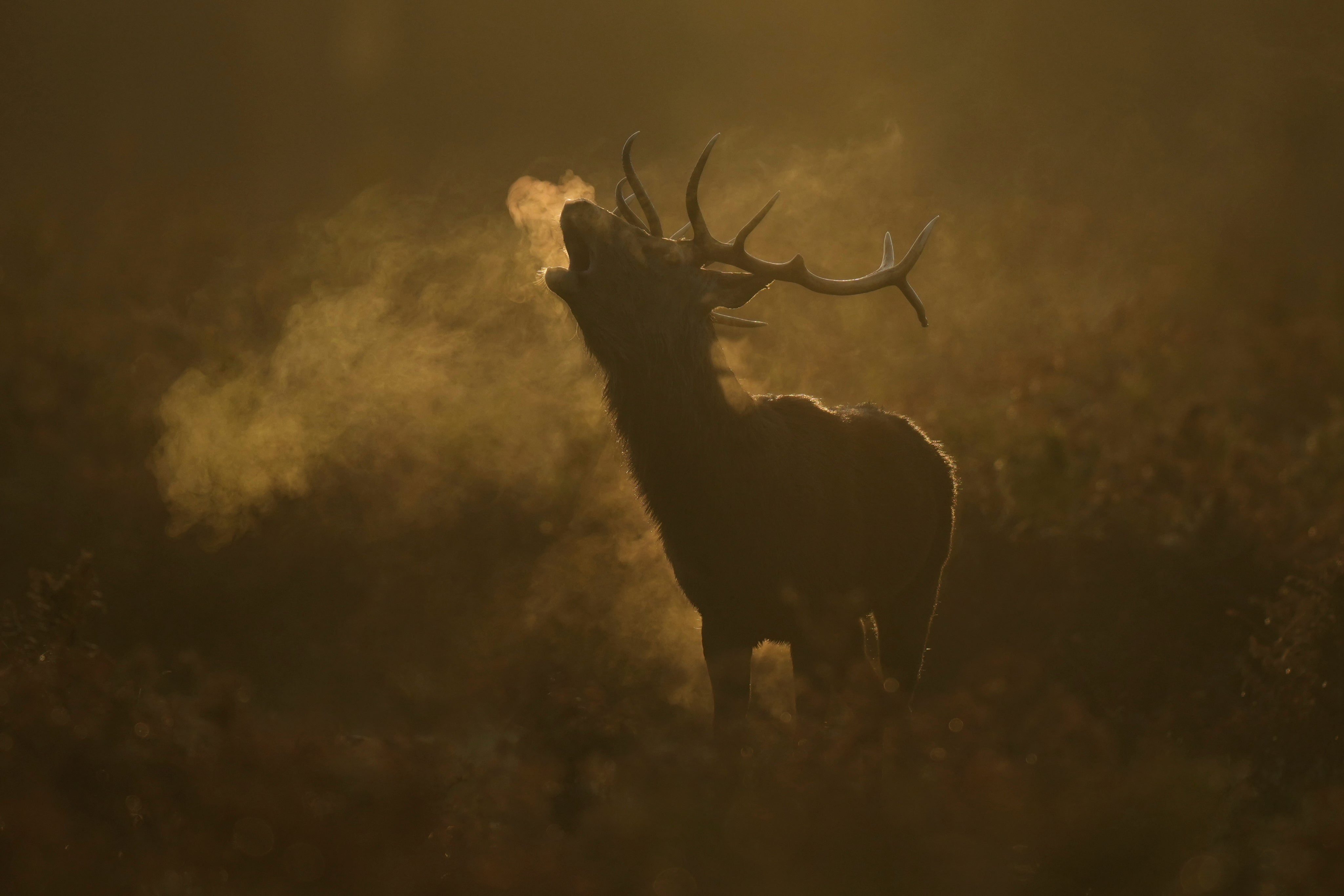 APTOPIX Britain Deer