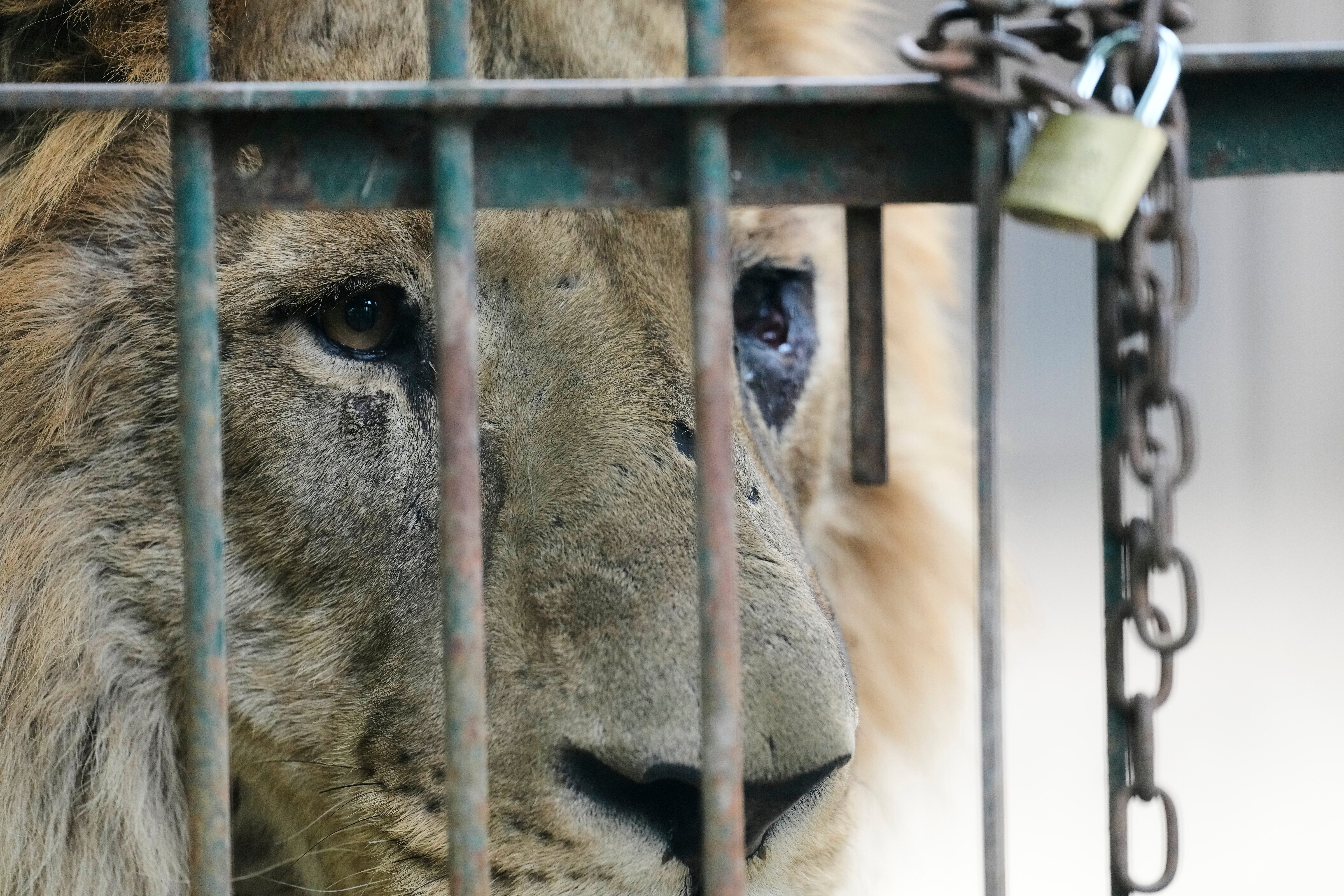 <p>A lion peers out of a cage at the former Lujan Zoo, which closed in 2020, where in recent days a global animal welfare organization has been treating animals, in Lujan, Argentina</p>