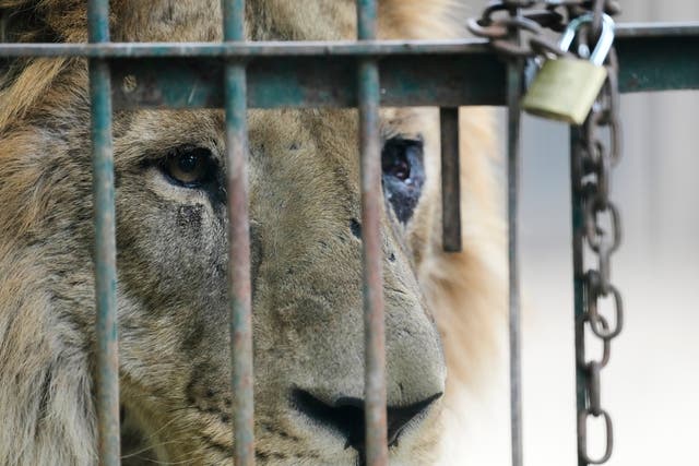 <p>A lion peers out of a cage at the former Lujan Zoo, which closed in 2020, where in recent days a global animal welfare organization has been treating animals, in Lujan, Argentina</p>