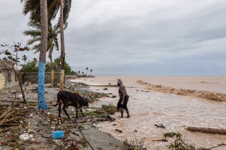 A woman approaches a cow tied to the ground with a rope, after heavy rains from the outer bands of Hurricane Melissa flooded parts of Les Cayes, Haiti