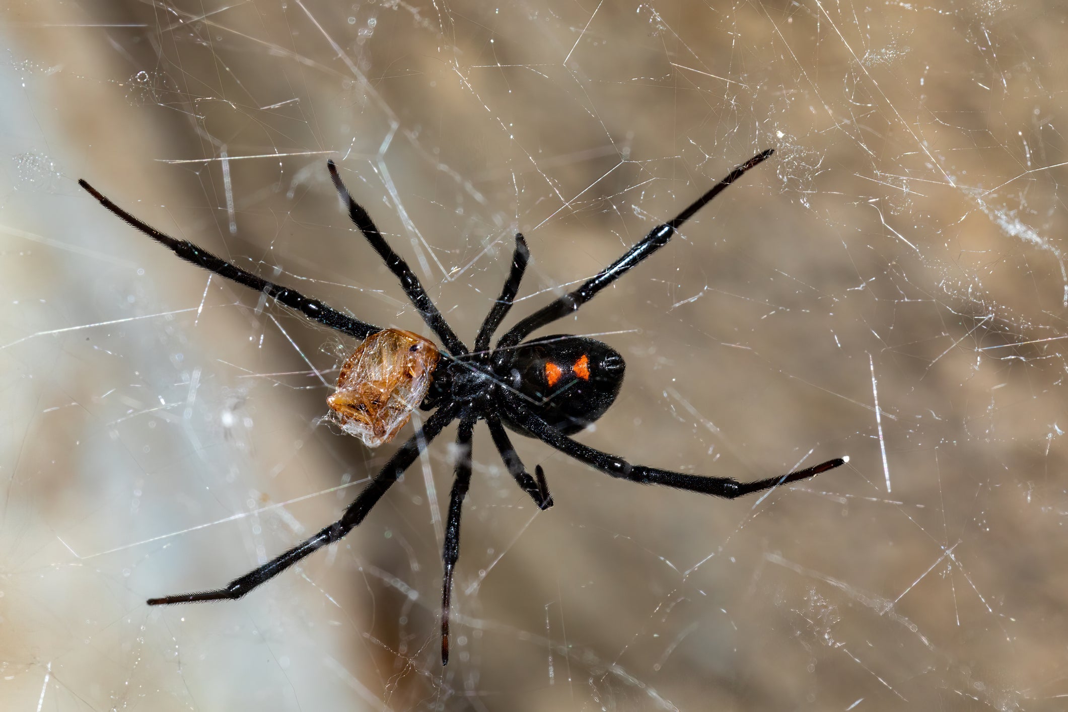 <p>Black Widow <a href="/topic/spiders">spiders</a> are around 1.5 inches long and identified by the red, hourglass-shaped mark on their abdomens</p>