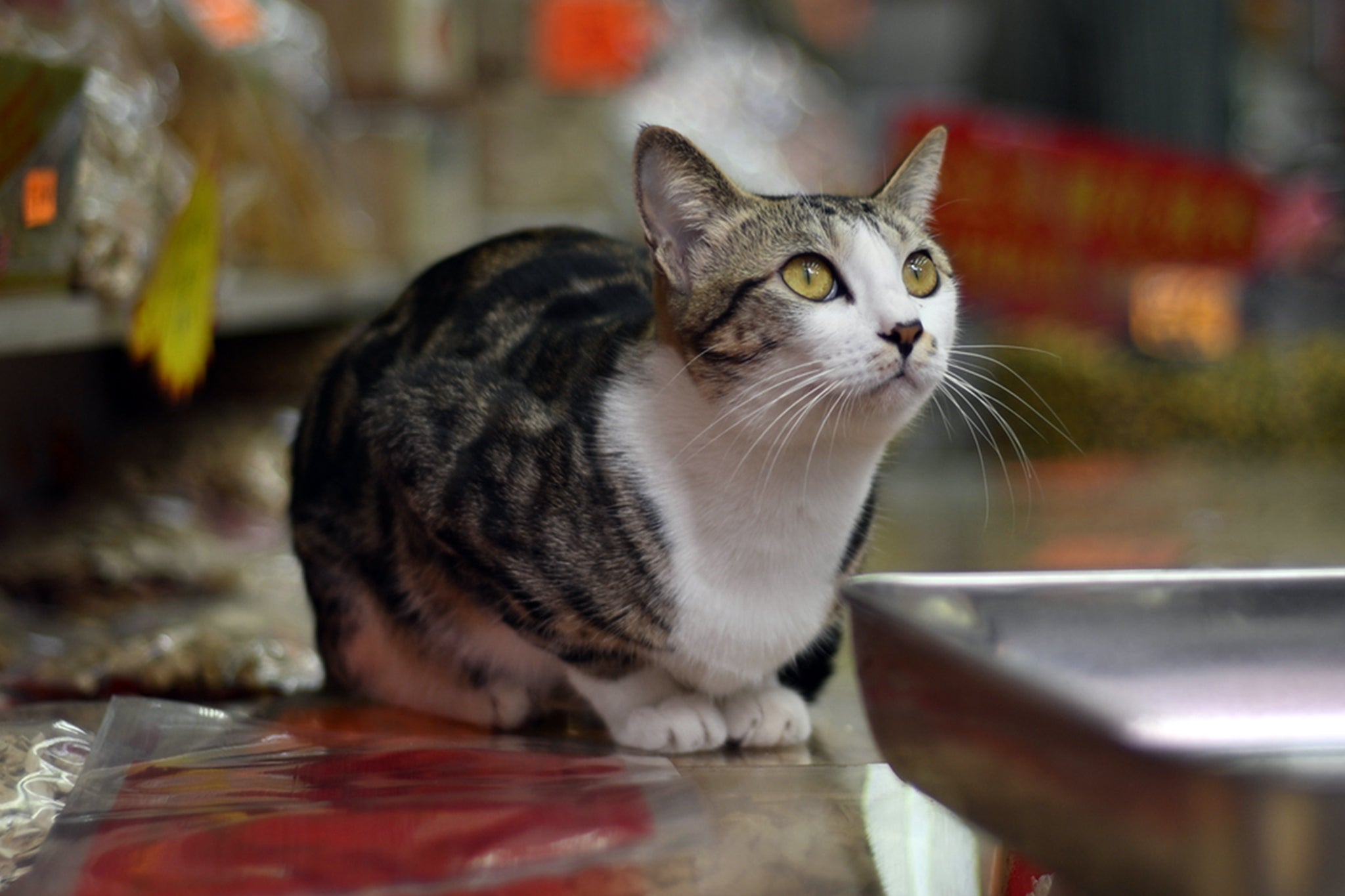 A man must pay his ex-wife £180 every three months for the care of their two cats