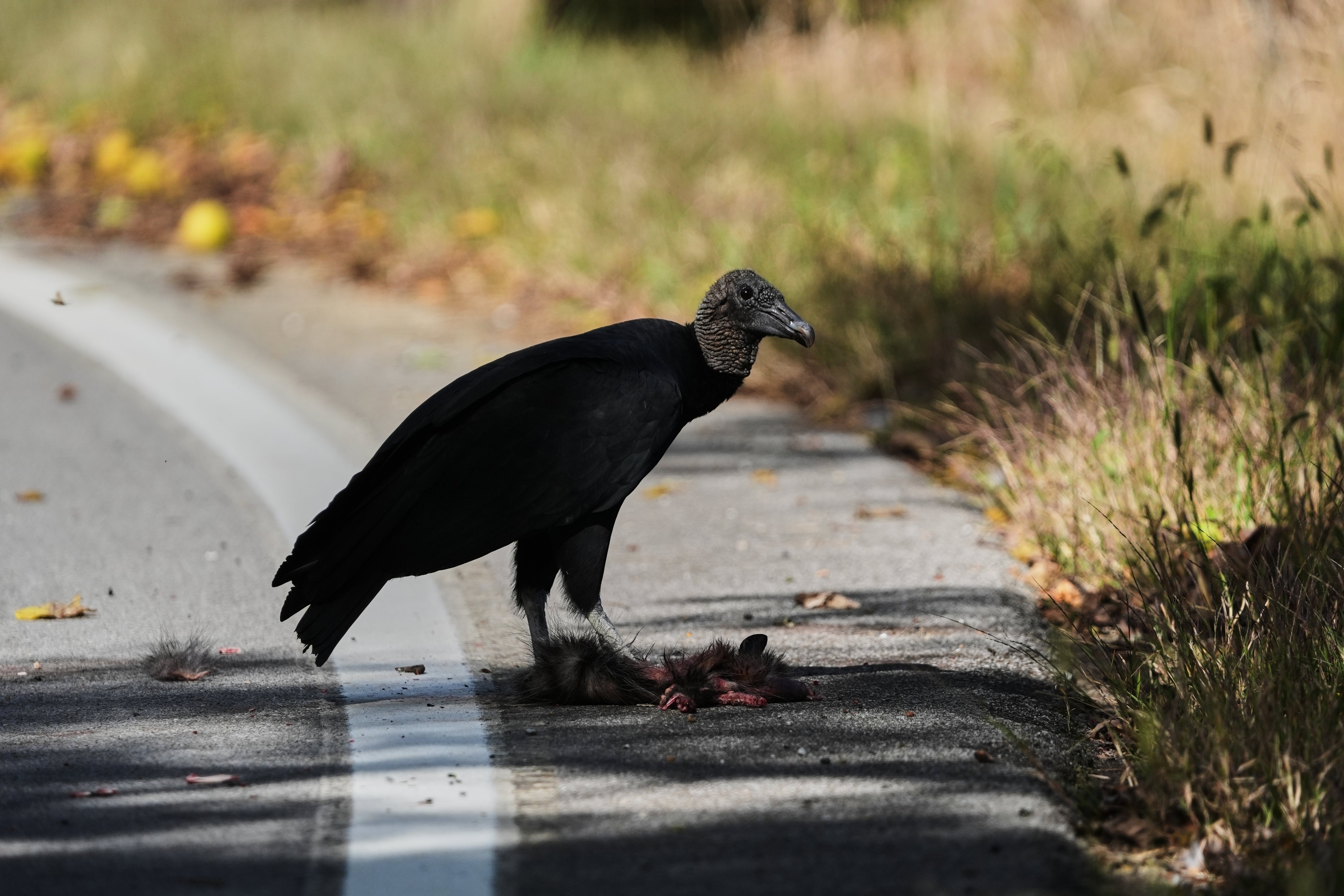 A black vulture eats prey