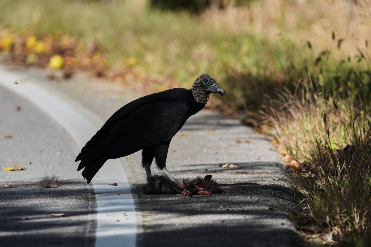 Farmers face a new threat from climate change. Black vultures are killing their cattle