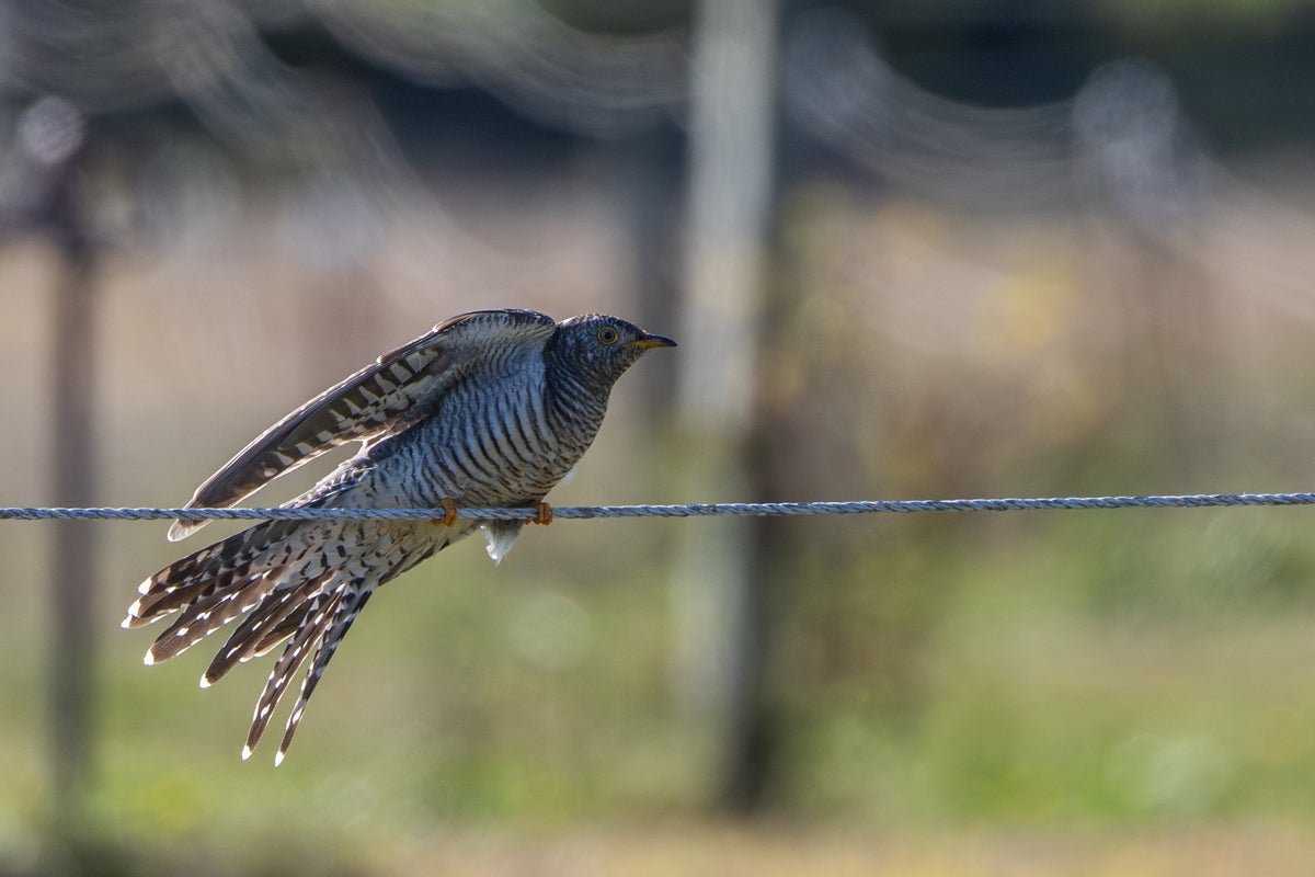 https://static.independent.co.uk/2025/10/31/15/Common_Cuckoo_Sighting_New_York_89491.jpg?width=1200&height=800&crop=1200:800