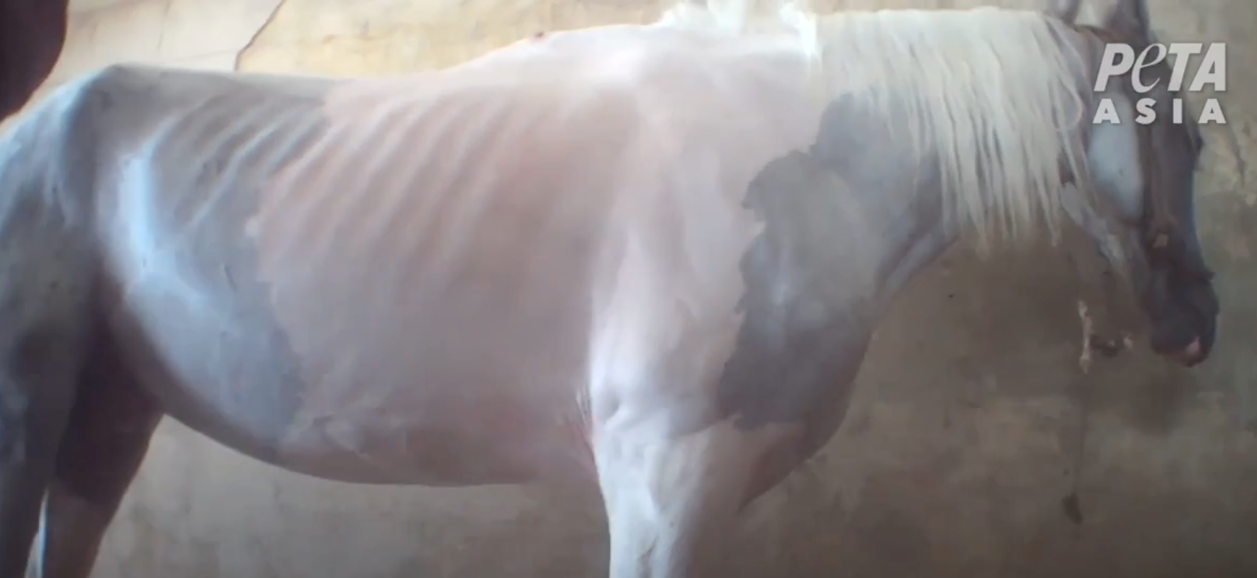 Peta says their investigations found animals malnourished