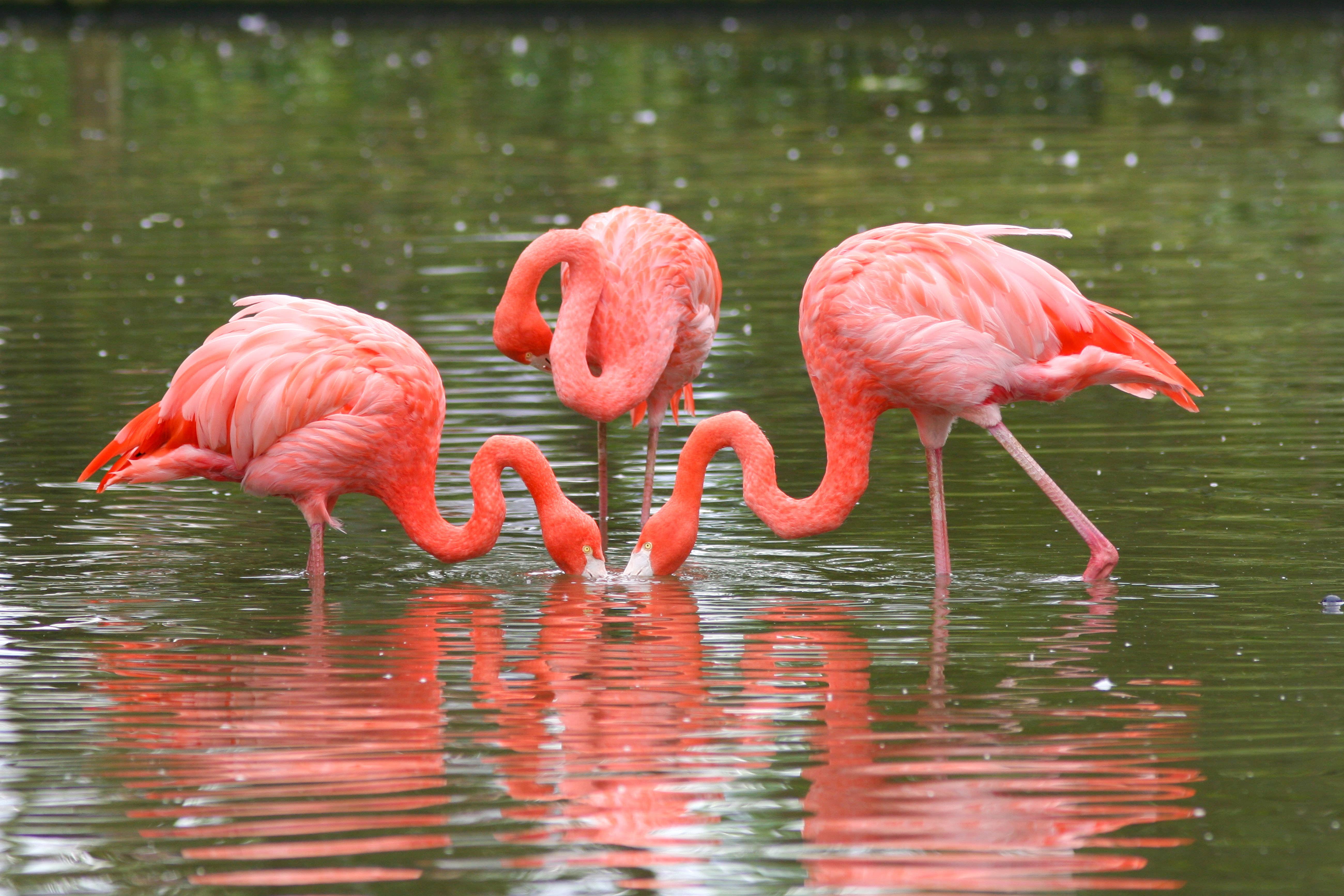 A wildlife sanctuary has appealed for witnesses after one of its flamingos disappeared (Alamy/PA)