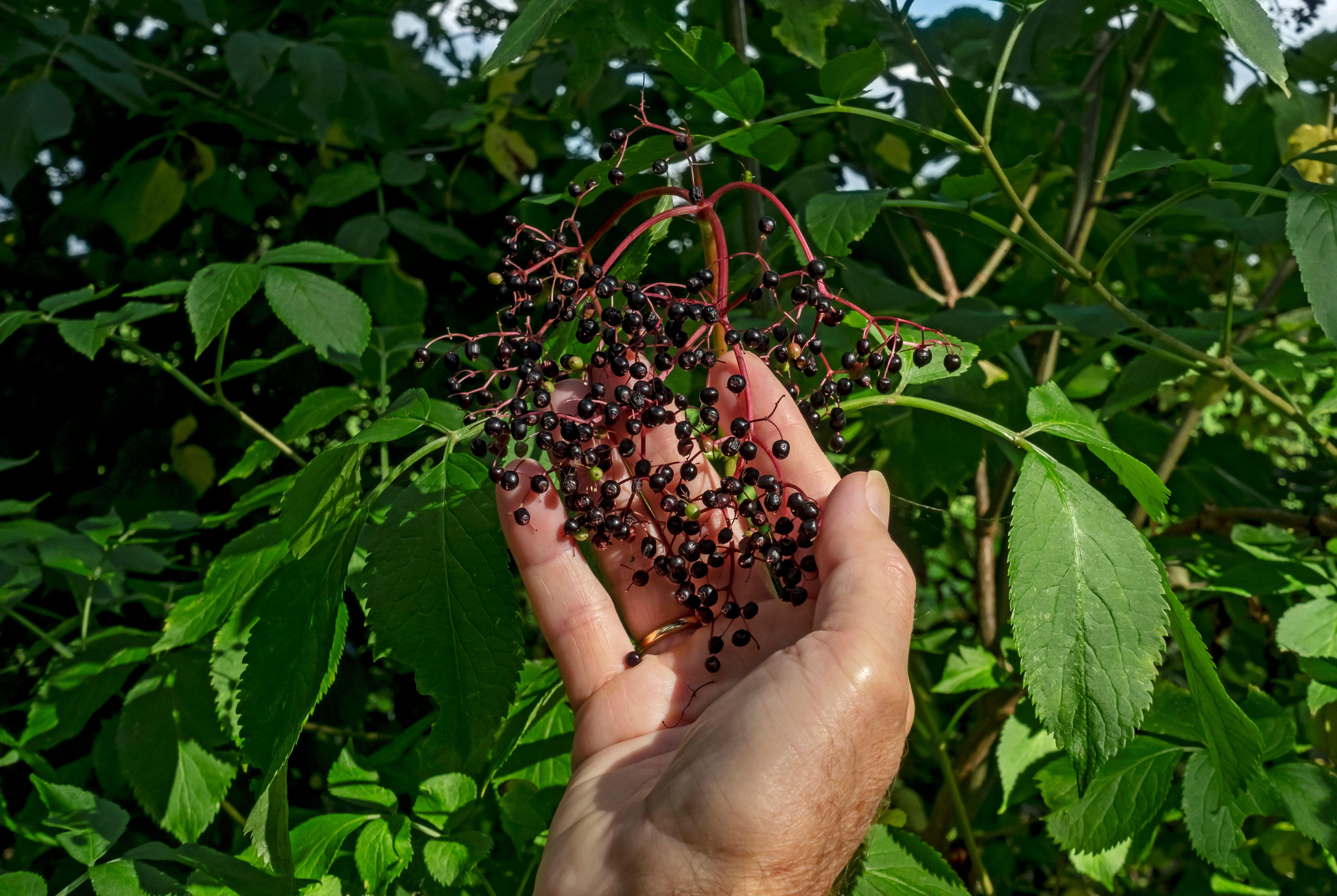 Foraging for elderberries in autumn