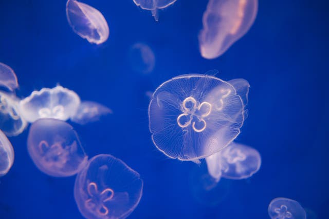 <p>While the jellyfish and sea anemone are awake, DNA damage accumulates in their nerve cells and when they doze, that damage is repaired</p>