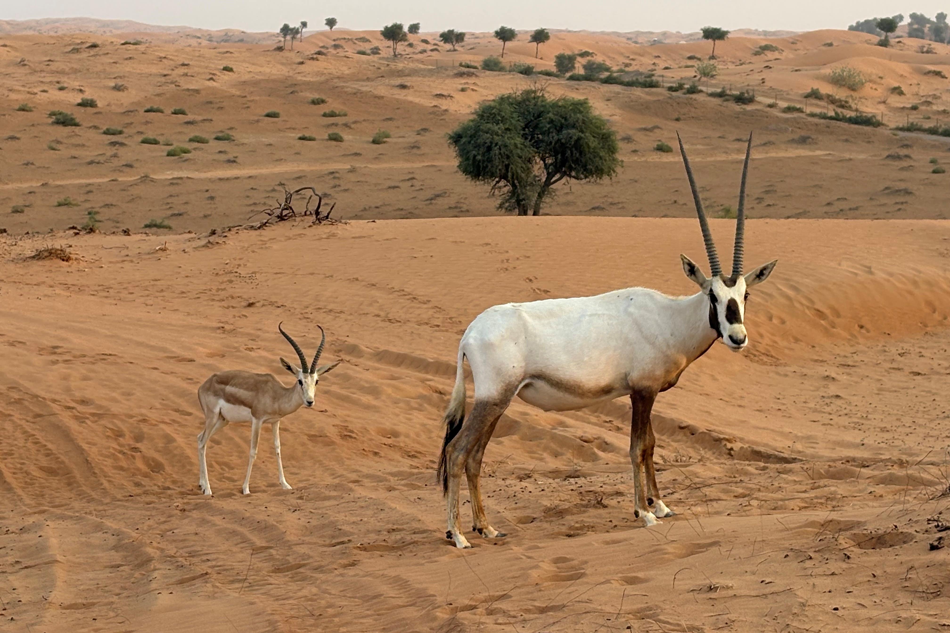 A white oryx and sand gazelle in the Al Wadi desert, Ras Al Khaimah