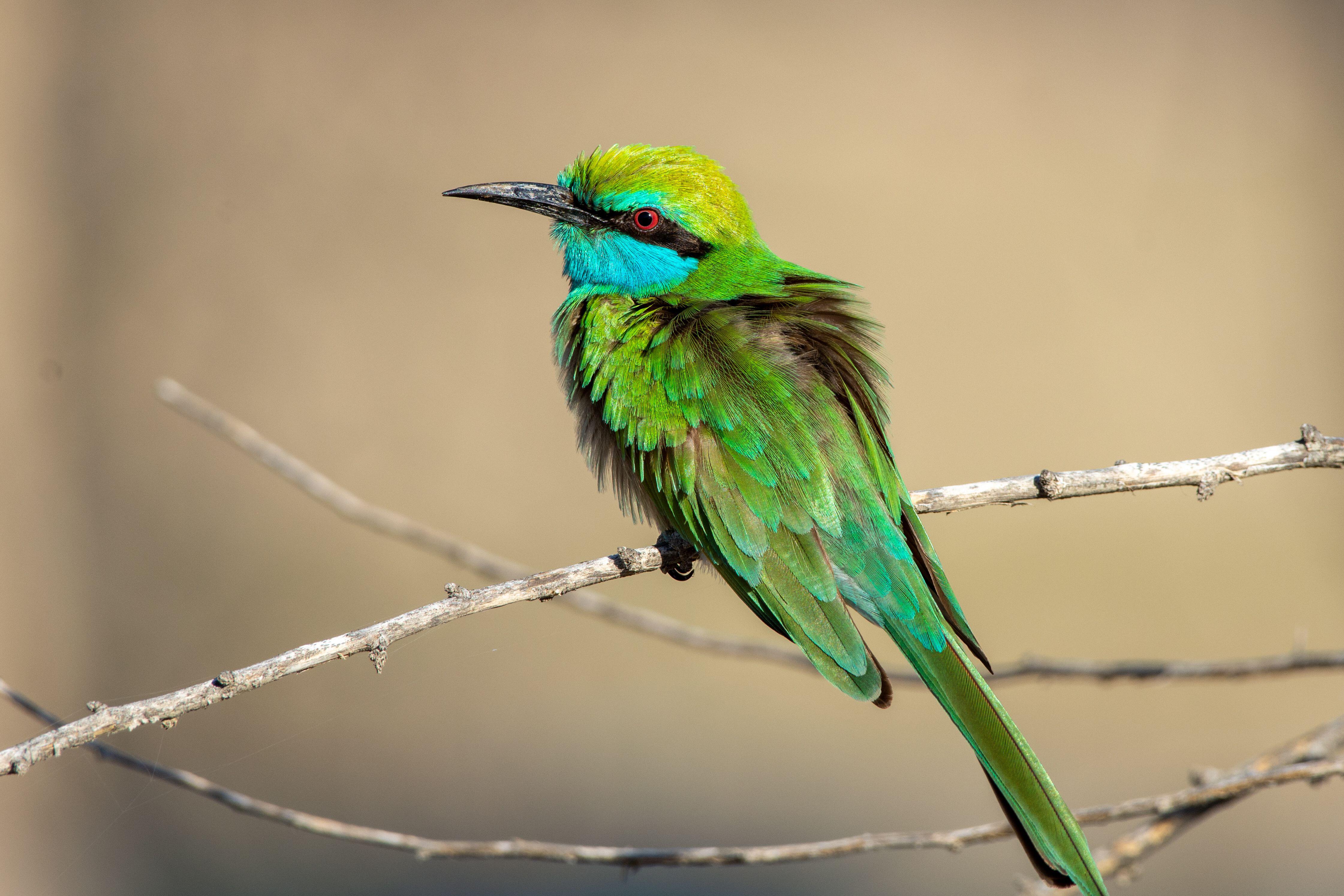 The Green bee eater is another beautiful creature to be seen in the wilder neighbour of Dubai